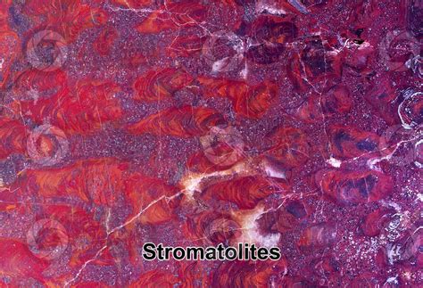 Stromatolite. Fossil. Precambrian - Stromatolites - Precambrian - Fossils - Photos