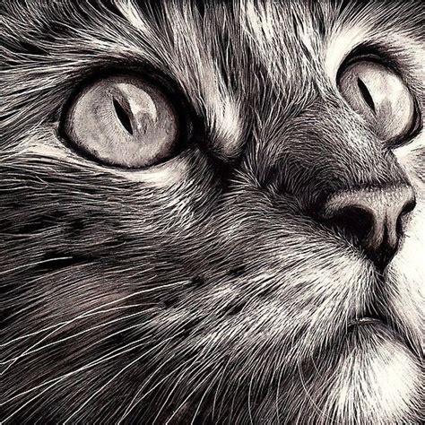 Cats face - scratchboard art - Owner Unholy | Scratchboard art, Cat art, Animal drawings