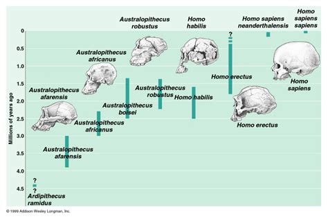 Hominid Evolution Chart | My XXX Hot Girl