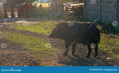 Mangalica Breed Pig Enjoying the Sun on a Farm, Domestic Lifestyle ...