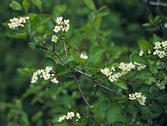 Category:Crataegus douglasii (flowers) - Wikimedia Commons