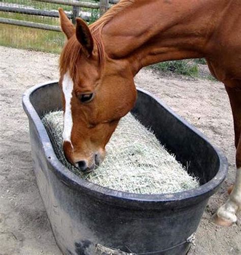 The Best Slow Feeders for Your Horse - STABLE STYLE