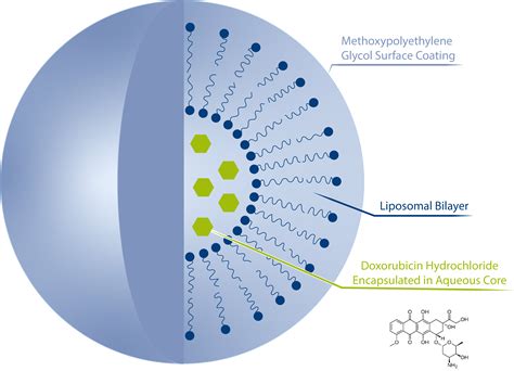 Size Distribution and Surface Charge of Liposomal Doxorubicin assessed ...