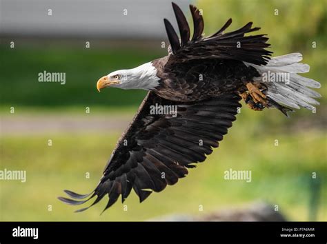 Bald Eagle Hunting Stock Photo - Alamy