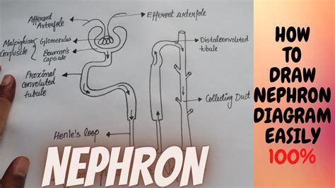 Nephron Diagram Labeled In The Kidney