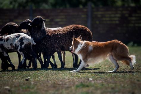 The Border Collie Care Guide: Personality, History, Training, Food, and More - The Farmer's Dog