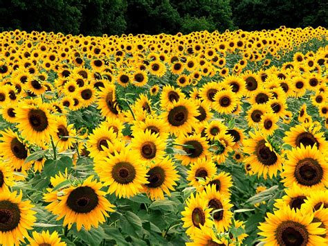 Field of Sunflowers Wallpapers | HD Wallpapers | ID #5677