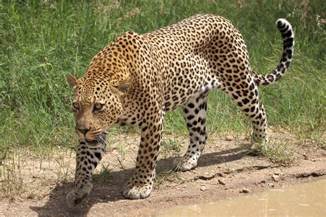 Bestand:African leopard, Panthera pardus pardus, near Lake Panic ...