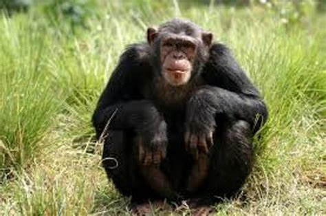 10 Facts about Chimpanzees - Fact File