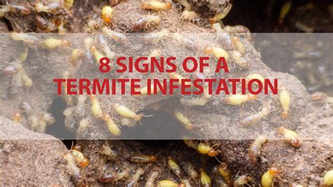 8 Signs of a Termite Infestation