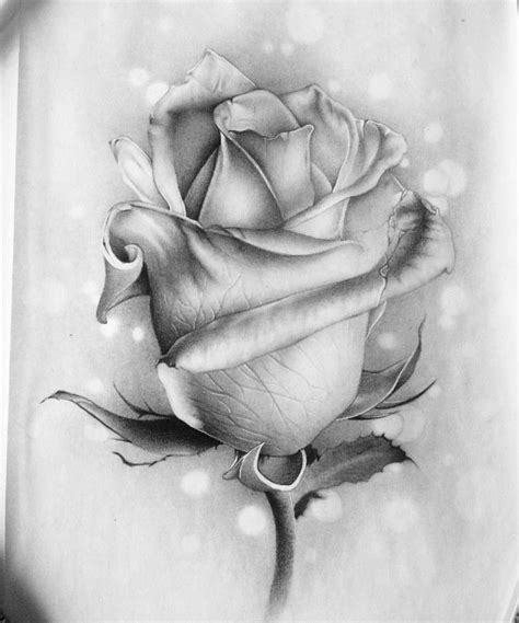 a black and white drawing of a rose