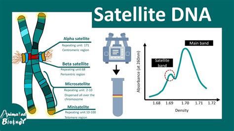 Satellite DNA | Minisatellite and Microsatellite | Short Tandem Repeats | Mol-bio - YouTube