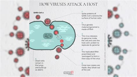 In pics | A look at how a mutating coronavirus is a bigger threat than a virus that doesn't mutate