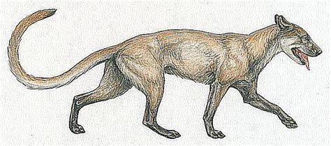 Pictures and Profiles of Prehistoric Dogs