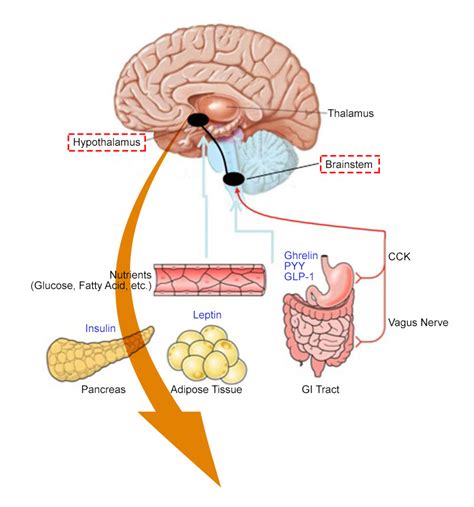 Melanocortin 4 Receptor | Welcome to the MC4R Gene Website