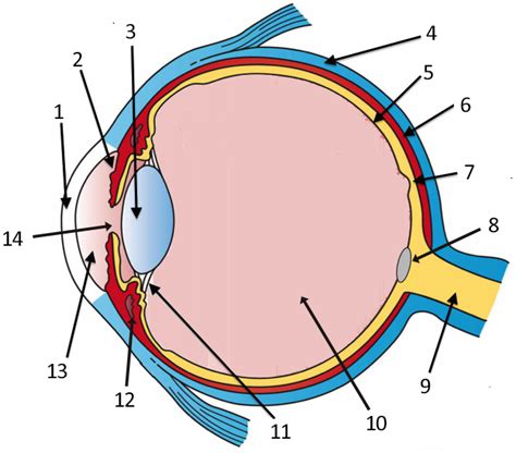 Labeled Diagram Of Eye