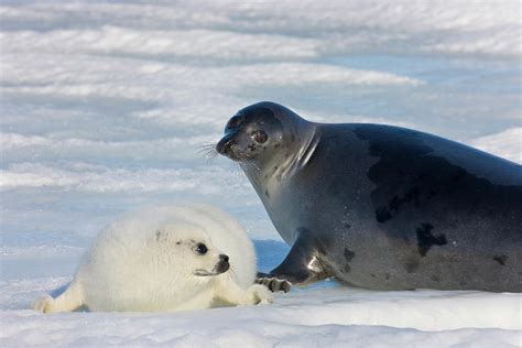 Harp Seals, Mother With Cub On Ice Photograph by Keren Su