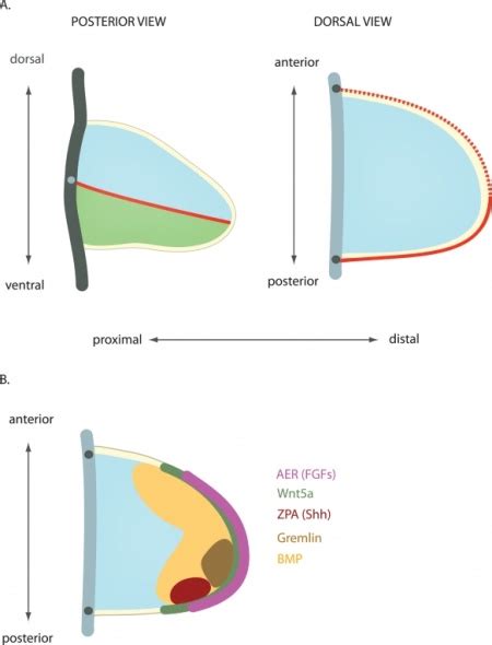 Lecture - Limb Development - Embryology