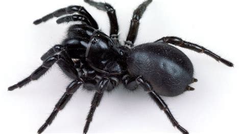 Australians Warned of Deadly Spider ‘Plague’ After Floods – Courthouse News Service