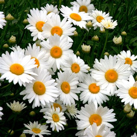 Daisy Seeds | Shop 20 Varieties | Eden Brothers – Page 2