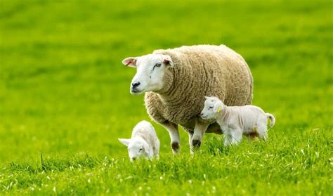 Texel Sheep ~ Everything You Need to Know