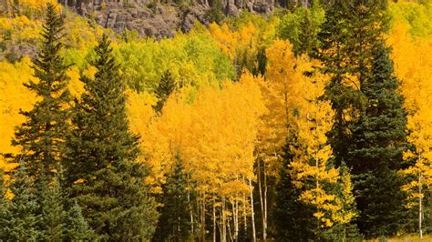 Download Nature Fall 4k Ultra HD Wallpaper
