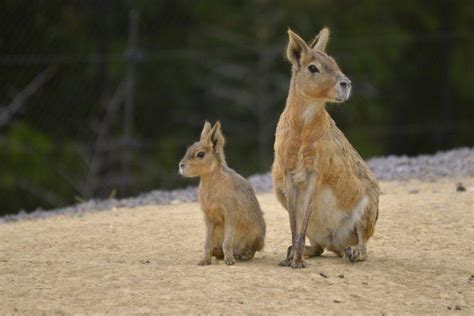 The Wildlife Of Patagonia: 8 Iconic Land And Marine Mammals