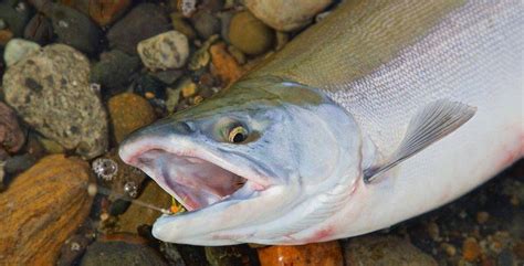 The Best Alaska Sockeye Salmon Fishing - Rainbow King Lodge