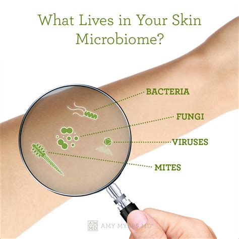 Your Skin Microbiome: Are You Washing Too Much? | Amy Myers MD