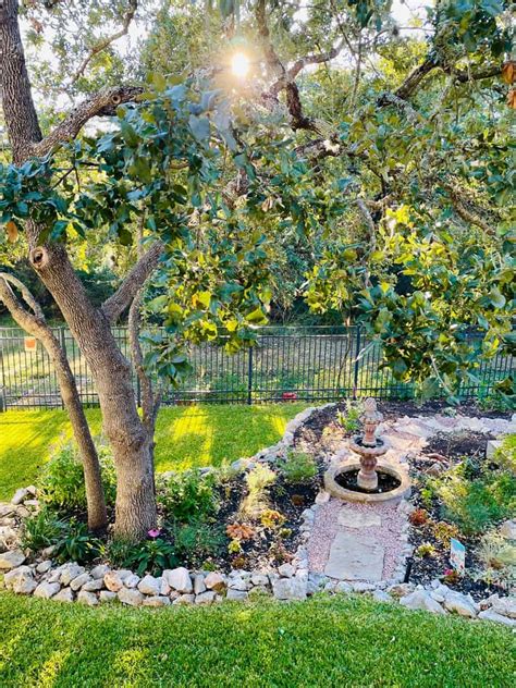 Top 10 Texas Shade Plants - Native Backyards