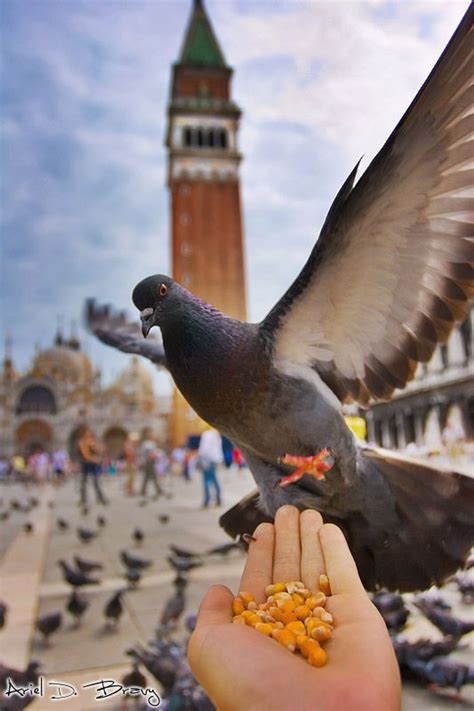 Feeding a Pigeon in Venice » | Photographs | Pinterest