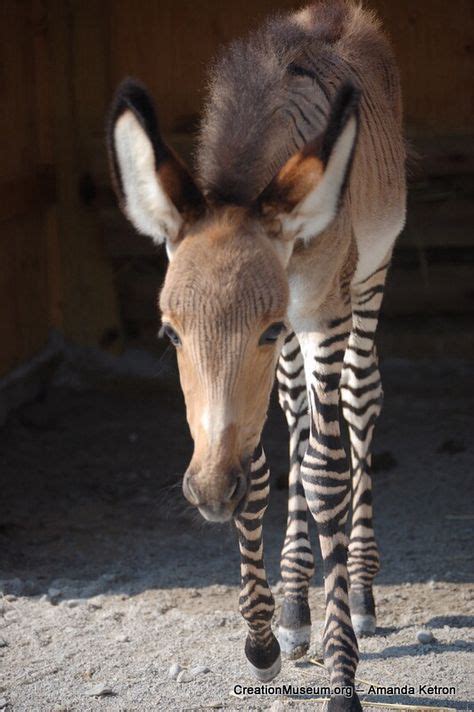 56 Best Zorse: horse X zebra images | Zorse, Zonkey, Zebras