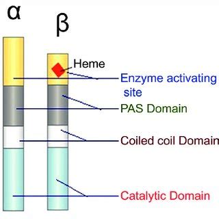 (PDF) Retrospection on the Role of Soluble Guanylate Cyclase in Parkinson’s Disease