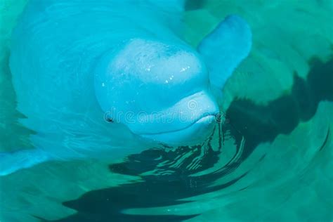 Blue Beautiful Dolphin Swimming in Pool Stock Photo - Image of smile, marine: 134870418