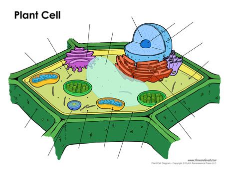 Printable Plant Cell Diagram – Labeled, Unlabeled, and Blank