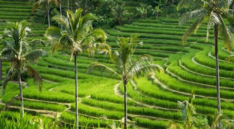 The Magical Landscape and Art of Bali, Indonesia – Landkamer Art