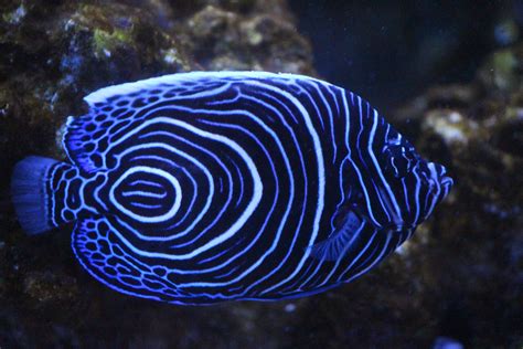 Juvenile Emperor Angelfish | Tropical fish, Marine fish, Ocean creatures