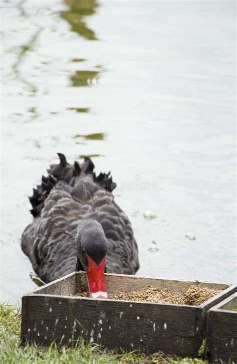 Duck feed on the pond stock image. Image of nature, feed - 102912593