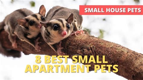 8 Best Small Apartment Pets - What’s the best pet for a small apartment ...