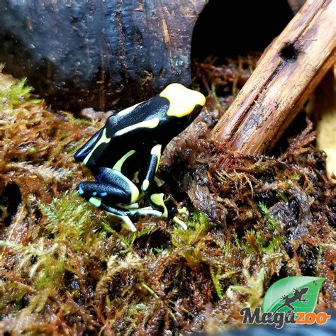 Dyeing Poison Dart Frog aka Dendrobates tinctorius in 2021 | Poison dart frogs, Dart frog ...