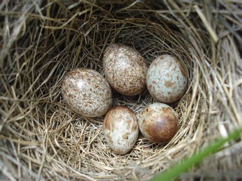 NestWatch | Savannah Sparrow nest with cowbird eggs - NestWatch