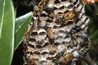 paper wasps2#35063 | a particular of the nest of paper wasp … | Flickr