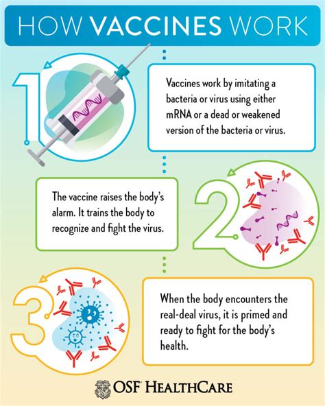 How vaccines work to protect us | OSF HealthCare