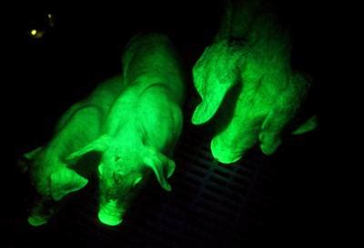 Transgenic Pigs Glow Green: Science Fiction in the News