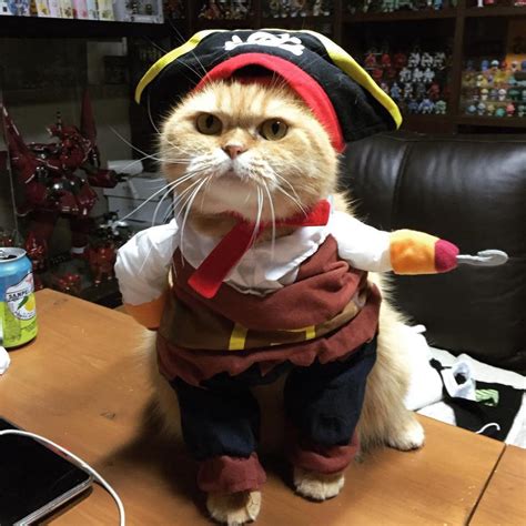 Collegial Cat Allows His Humans to Dress Him In a 'Jack Sparrow' Pirate ...