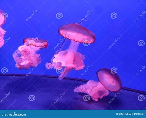 Jellyfish Background Stock Photography | CartoonDealer.com #5158982