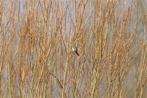 Ohio Bird Photo Collection: Song Sparrow Habitat