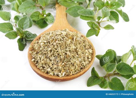 Dried Oregano Leaves Stock Photo - Image: 44653173