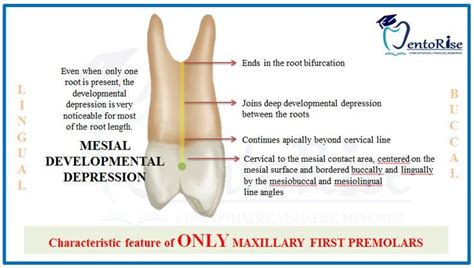 Permanent Maxillary First Premolar – Mesial and Distal aspect | Tooth Morphology | Dental ...