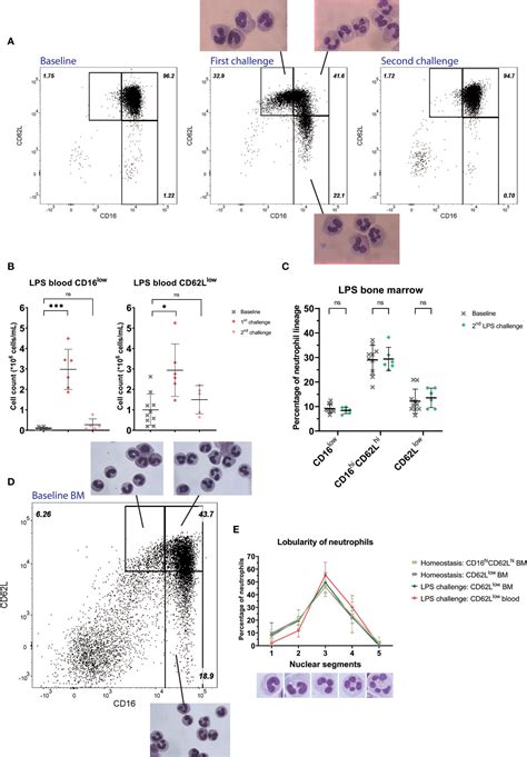 Frontiers | Kinetics of Neutrophil Subsets in Acute, Subacute, and Chronic Inflammation